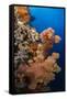 Soft Coral (Dendronephthya), Rainbow Reef, Fiji-Pete Oxford-Framed Stretched Canvas