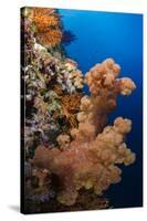 Soft Coral (Dendronephthya), Rainbow Reef, Fiji-Pete Oxford-Stretched Canvas