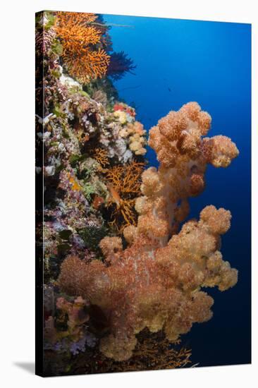 Soft Coral (Dendronephthya), Rainbow Reef, Fiji-Pete Oxford-Stretched Canvas