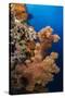 Soft Coral (Dendronephthya), Rainbow Reef, Fiji-Pete Oxford-Stretched Canvas