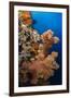 Soft Coral (Dendronephthya), Rainbow Reef, Fiji-Pete Oxford-Framed Photographic Print