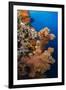 Soft Coral (Dendronephthya), Rainbow Reef, Fiji-Pete Oxford-Framed Photographic Print