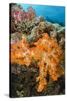 Soft Coral (Dendronephthya), Rainbow Reef, Fiji-Pete Oxford-Stretched Canvas