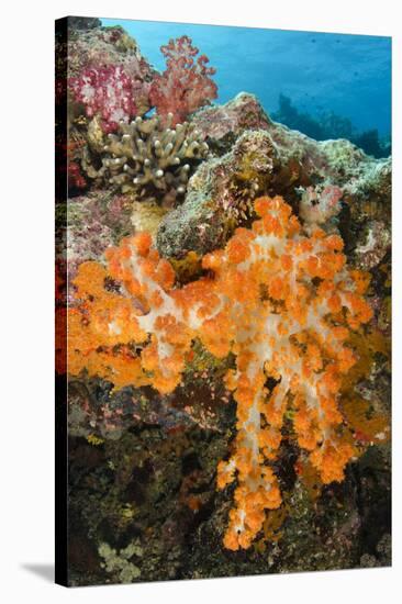 Soft Coral (Dendronephthya), Rainbow Reef, Fiji-Pete Oxford-Stretched Canvas