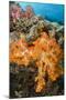 Soft Coral (Dendronephthya), Rainbow Reef, Fiji-Pete Oxford-Mounted Photographic Print