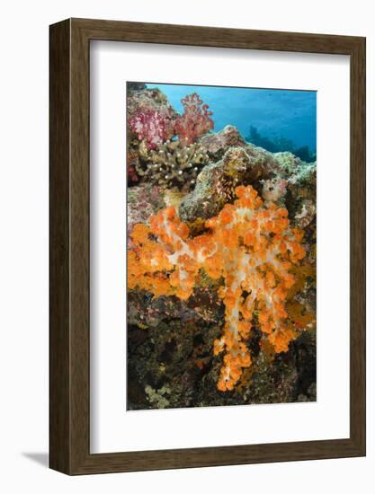 Soft Coral (Dendronephthya), Rainbow Reef, Fiji-Pete Oxford-Framed Photographic Print