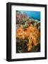 Soft Coral (Dendronephthya), Rainbow Reef, Fiji-Pete Oxford-Framed Photographic Print