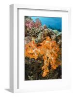 Soft Coral (Dendronephthya), Rainbow Reef, Fiji-Pete Oxford-Framed Photographic Print