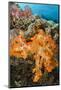 Soft Coral (Dendronephthya), Rainbow Reef, Fiji-Pete Oxford-Mounted Photographic Print