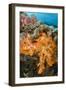 Soft Coral (Dendronephthya), Rainbow Reef, Fiji-Pete Oxford-Framed Photographic Print