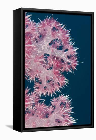 Soft Coral (Dendronephthya), Rainbow Reef, Fiji-Pete Oxford-Framed Stretched Canvas