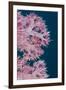 Soft Coral (Dendronephthya), Rainbow Reef, Fiji-Pete Oxford-Framed Photographic Print