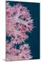 Soft Coral (Dendronephthya), Rainbow Reef, Fiji-Pete Oxford-Mounted Photographic Print