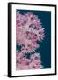 Soft Coral (Dendronephthya), Rainbow Reef, Fiji-Pete Oxford-Framed Photographic Print