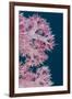 Soft Coral (Dendronephthya), Rainbow Reef, Fiji-Pete Oxford-Framed Premium Photographic Print