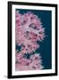 Soft Coral (Dendronephthya), Rainbow Reef, Fiji-Pete Oxford-Framed Premium Photographic Print