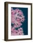 Soft Coral (Dendronephthya), Rainbow Reef, Fiji-Pete Oxford-Framed Photographic Print