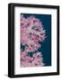 Soft Coral (Dendronephthya), Rainbow Reef, Fiji-Pete Oxford-Framed Photographic Print