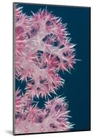 Soft Coral (Dendronephthya), Rainbow Reef, Fiji-Pete Oxford-Mounted Photographic Print