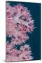 Soft Coral (Dendronephthya), Rainbow Reef, Fiji-Pete Oxford-Mounted Photographic Print