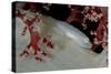 Soft Coral Ghost Goby Lying on White and Red Soft Coral-null-Stretched Canvas