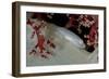Soft Coral Ghost Goby Lying on White and Red Soft Coral-null-Framed Photographic Print