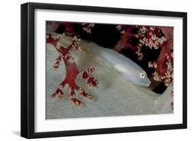 Soft Coral Ghost Goby Lying on White and Red Soft Coral-null-Framed Photographic Print