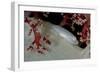 Soft Coral Ghost Goby Lying on White and Red Soft Coral-null-Framed Photographic Print