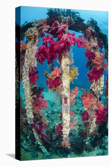 Soft Coral Growing on a Sunken Cargo Container, Ras Mohammed National Park, Red Sea, Egypt-Mark Doherty-Stretched Canvas