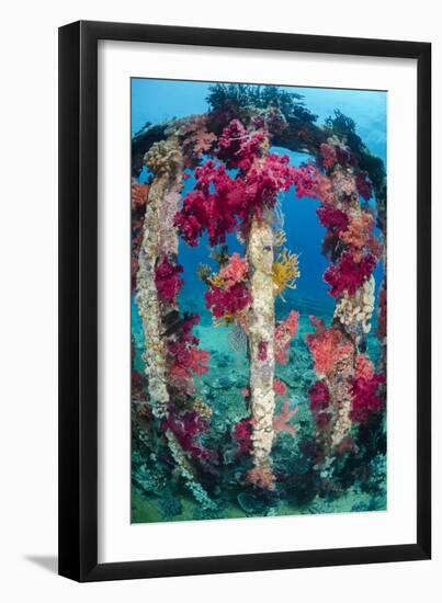 Soft Coral Growing on a Sunken Cargo Container, Ras Mohammed National Park, Red Sea, Egypt-Mark Doherty-Framed Photographic Print