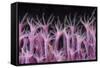 Soft Coral Polyp and a Shrimp-Bernard Radvaner-Framed Stretched Canvas