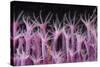 Soft Coral Polyp and a Shrimp-Bernard Radvaner-Stretched Canvas