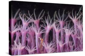 Soft Coral Polyp and a Shrimp-Bernard Radvaner-Stretched Canvas