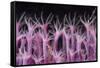 Soft Coral Polyp and a Shrimp-Bernard Radvaner-Framed Stretched Canvas