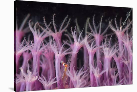 Soft Coral Polyp and a Shrimp-Bernard Radvaner-Stretched Canvas