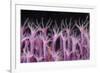 Soft Coral Polyp and a Shrimp-Bernard Radvaner-Framed Photographic Print