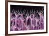 Soft Coral Polyp and a Shrimp-Bernard Radvaner-Framed Photographic Print