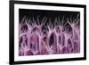 Soft Coral Polyp and a Shrimp-Bernard Radvaner-Framed Photographic Print