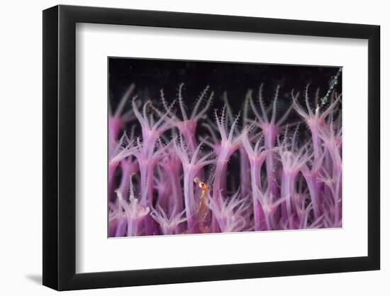 Soft Coral Polyp and a Shrimp-Bernard Radvaner-Framed Photographic Print