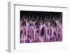 Soft Coral Polyp and a Shrimp-Bernard Radvaner-Framed Photographic Print