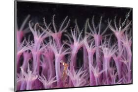 Soft Coral Polyp and a Shrimp-Bernard Radvaner-Mounted Photographic Print