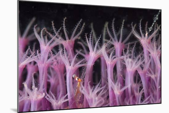 Soft Coral Polyp and a Shrimp-Bernard Radvaner-Mounted Photographic Print