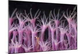 Soft Coral Polyp and a Shrimp-Bernard Radvaner-Mounted Photographic Print