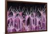 Soft Coral Polyp and a Shrimp-Bernard Radvaner-Framed Photographic Print