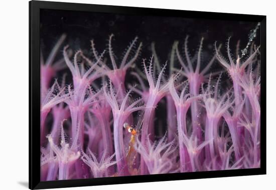 Soft Coral Polyp and a Shrimp-Bernard Radvaner-Framed Photographic Print