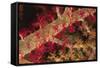 Soft Coral Polyps-Hal Beral-Framed Stretched Canvas