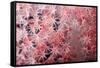 Soft Coral Polyps-Bernard Radvaner-Framed Stretched Canvas