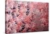 Soft Coral Polyps-Bernard Radvaner-Stretched Canvas