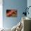 Soft Coral Polyps-Hal Beral-Photographic Print displayed on a wall