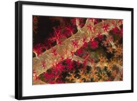 Soft Coral Polyps-Hal Beral-Framed Photographic Print